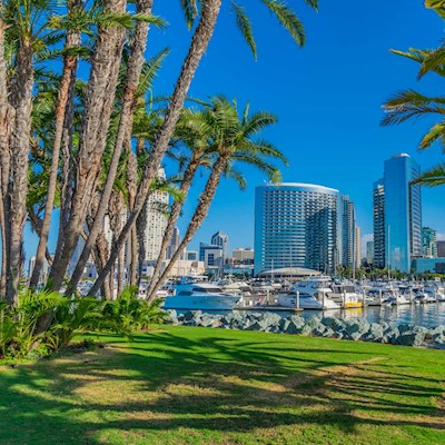 Palm trees in front of San Diego skyline